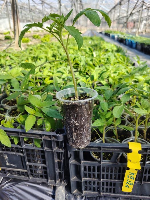 Разсад пикирани домати