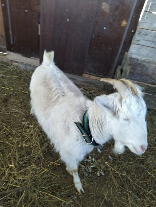 Продам козу зааненскую