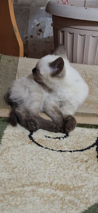 Отдам котят 4 шт и кошку
