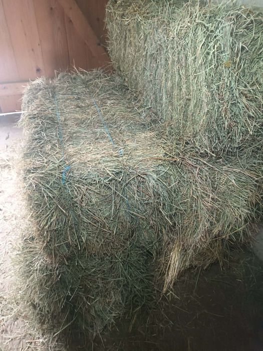 Vând baloți de fan și otava