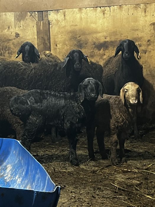 Гиссар арашан кошкарлар Оралда