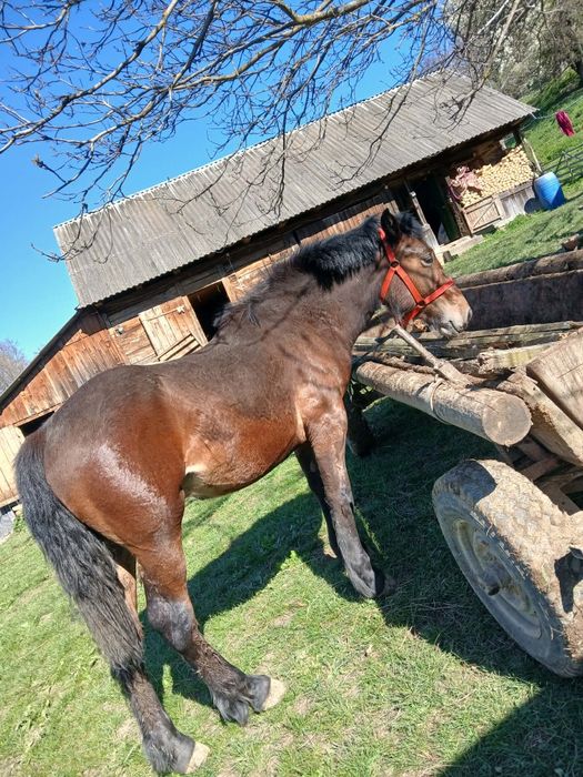 Vând mânz, detalii în privat