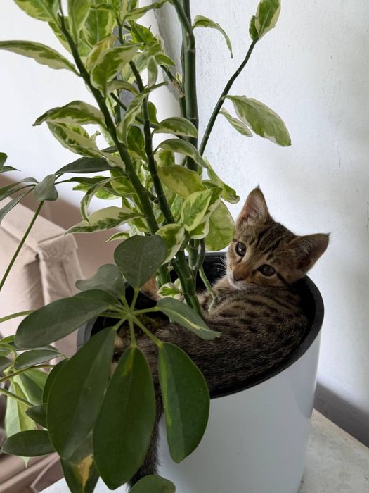 Котенок девочка в добрые руки
