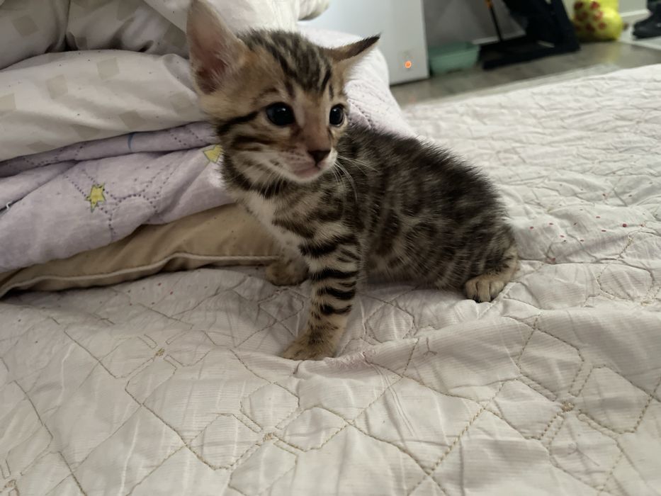 Бенгал, бенгальские котята