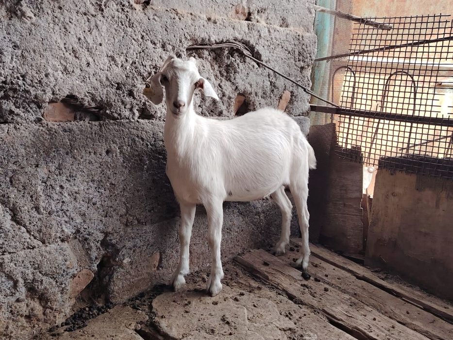 Занен ешилер сатылады