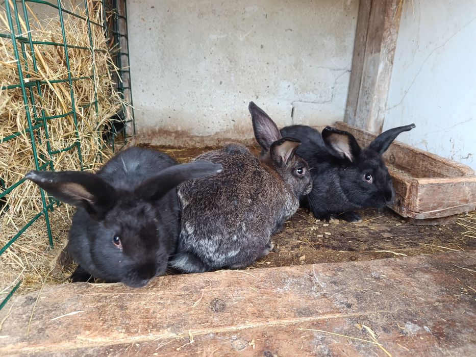 Продавам заици, мъжки и женски