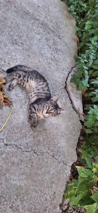 Отдадим котёнка в добрые руки. Мальчик 3 мес.