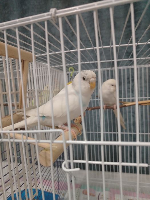 Волнистые попугай, клетки