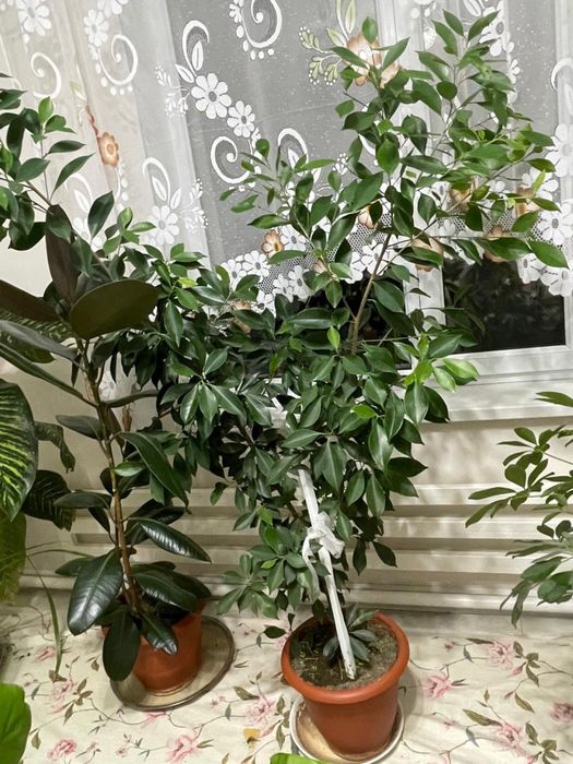 цветы домашние