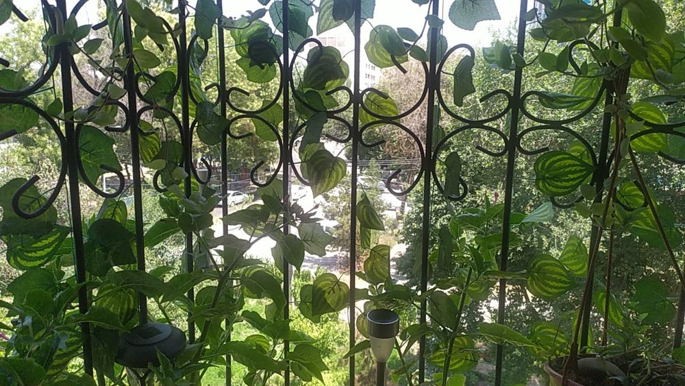 листья на окна решетку пластик Китай есть варианты