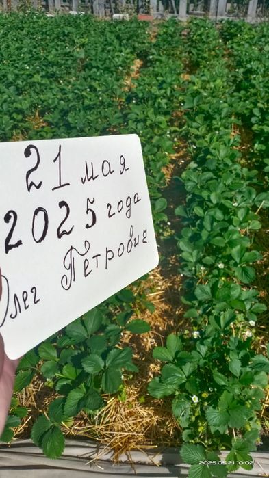 Клубника элитных сортов