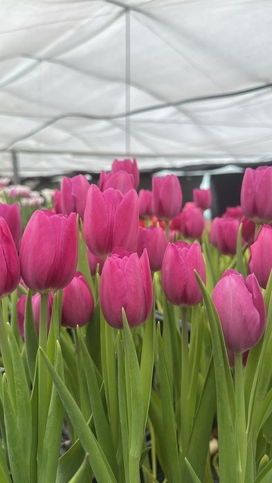 Тюльпаны голландские к празднику