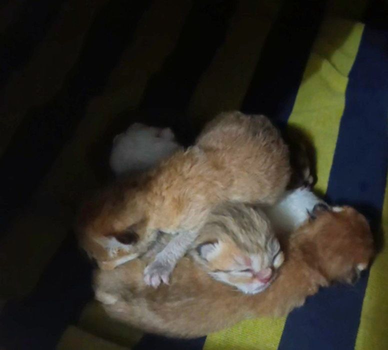 Yetuk kotiblar porno videolar