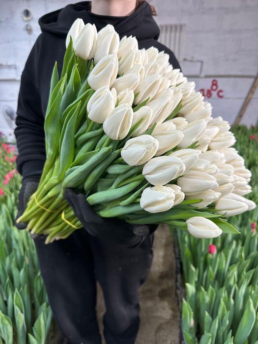 Розы тюльпаны .,