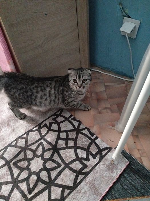 отдам кошку в добрые руки