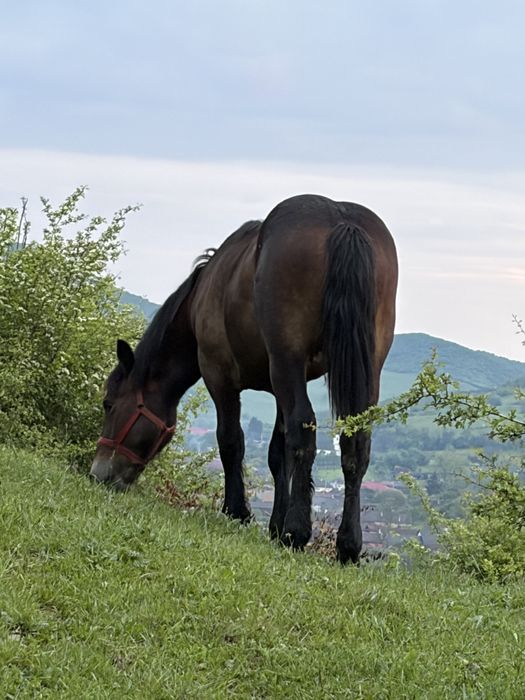 Vand sau schimb pe animale