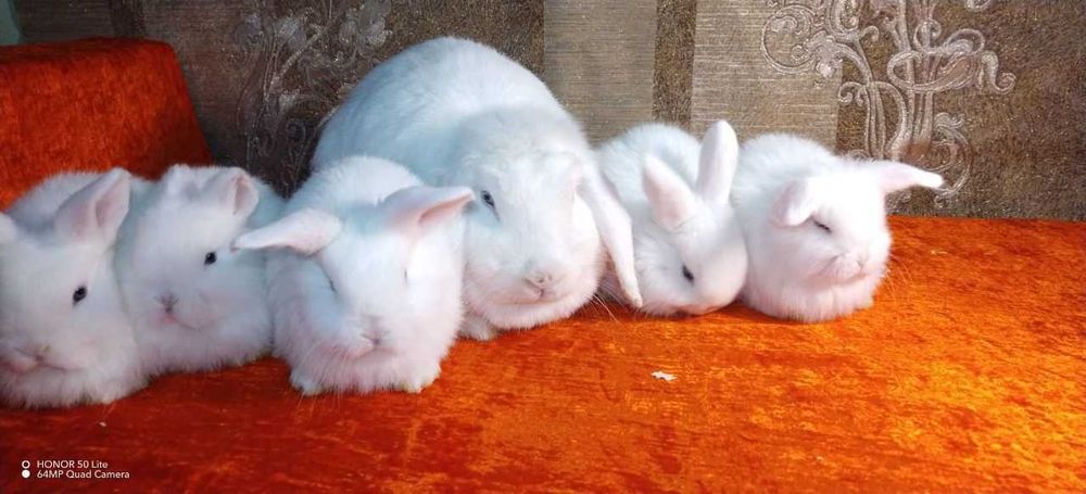 Karlik baran bolachalari