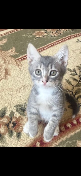 Котята в добрые руки,не для игр ребенку