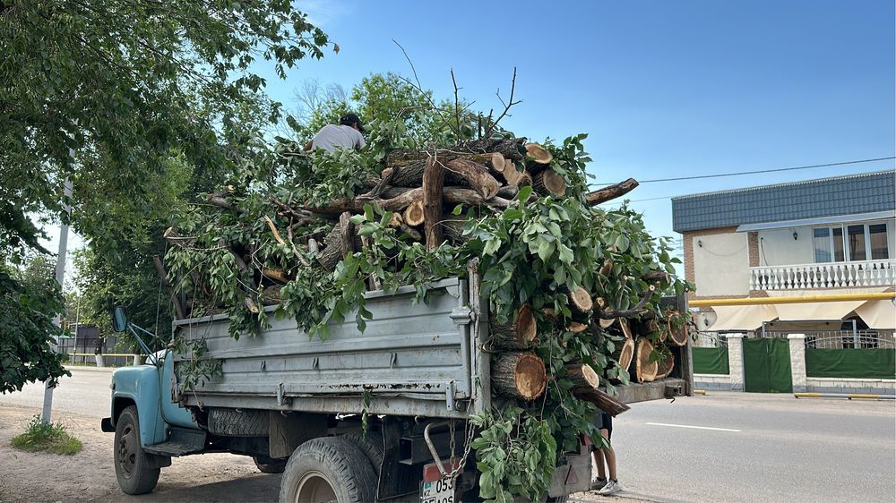 Спил Деревьев,Сруб,Распил,Ағаш кесемыз.