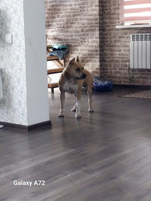 Стаффики к брони