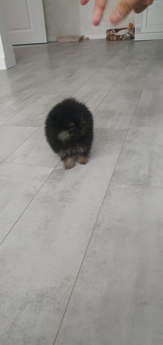 Продам щенка  шпиц