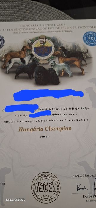 Femela  ciobanesc german