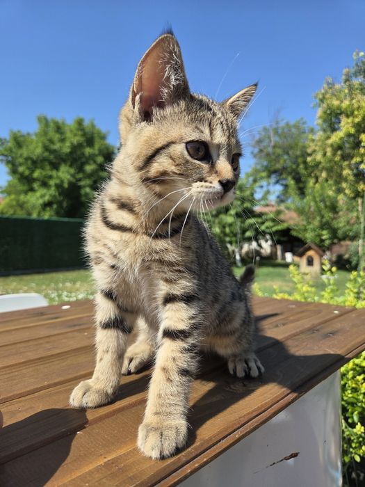 Британски котенца