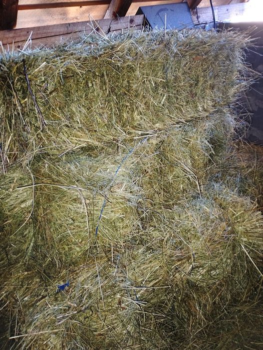 Vând baloti fân! 21 lei