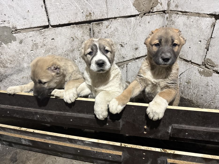 Продам щенкоч алабая