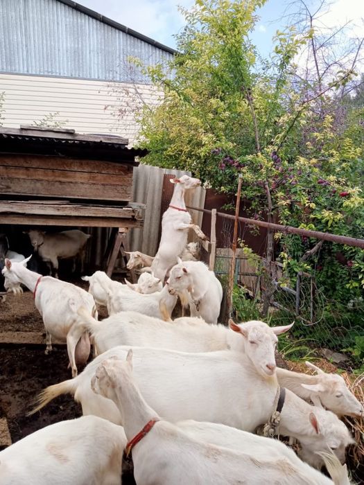 В продаже Козы , Козлы и Козлята