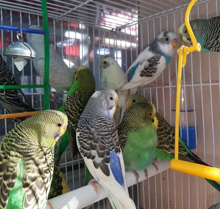 Волнистые попугайчики