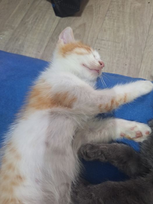 Котята ищет дом бесплатно