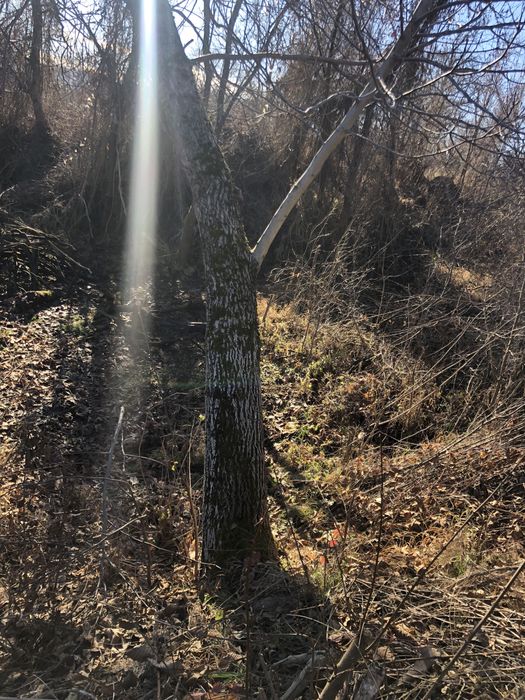 Орехово дърво голямо