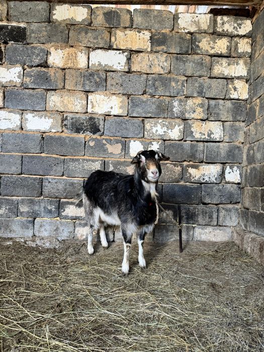 Ешкі ұрғашы,  сүтті