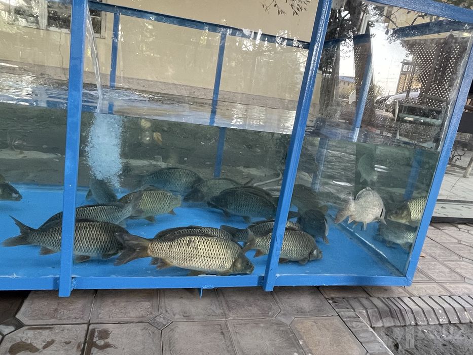 Akvarium buyurtma asosida yasab beramiz