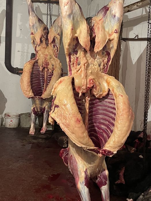 Семіз Байталдар сатылады