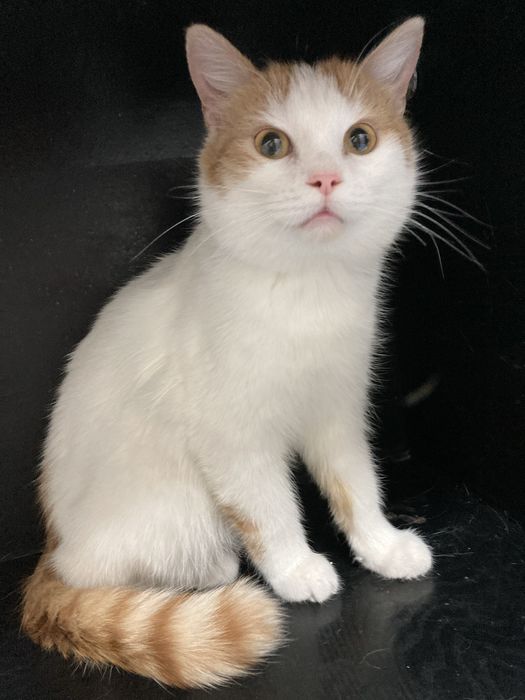 котенок кастрат, 5 месяцев