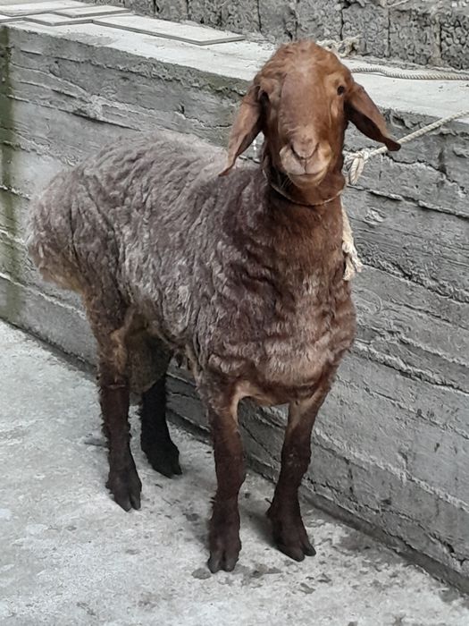 Кучкор зотка суйишка