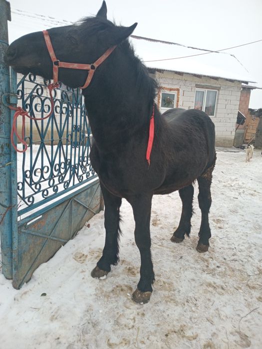 Vind manz de aproape un an