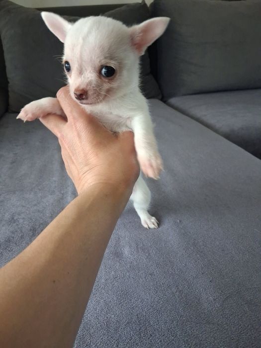 Продавам Чихуахуа