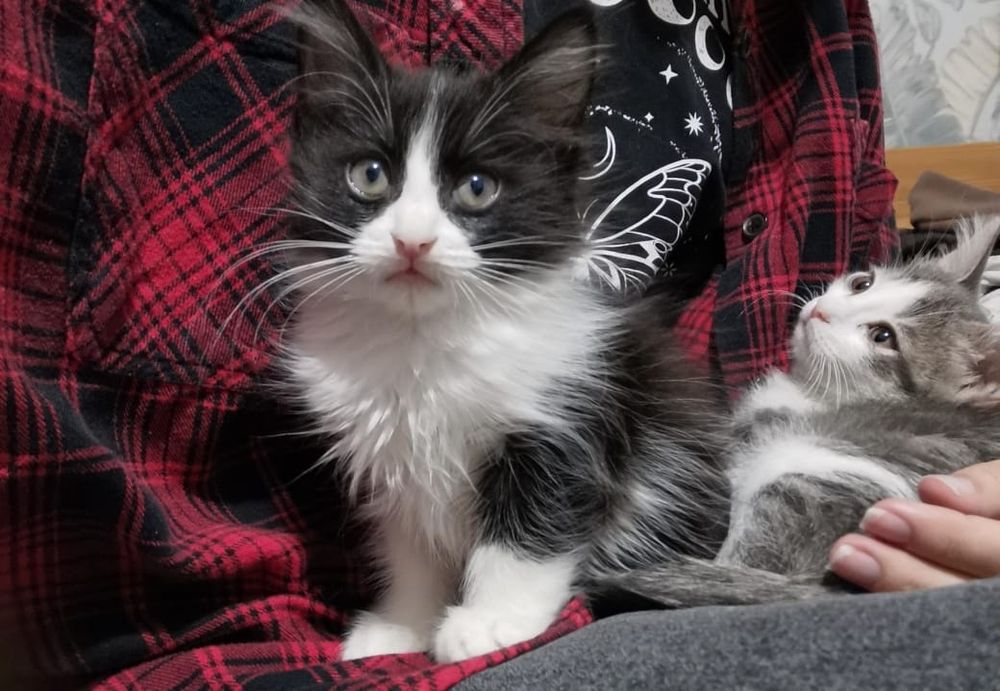 Отдам котенка в хорошие руки