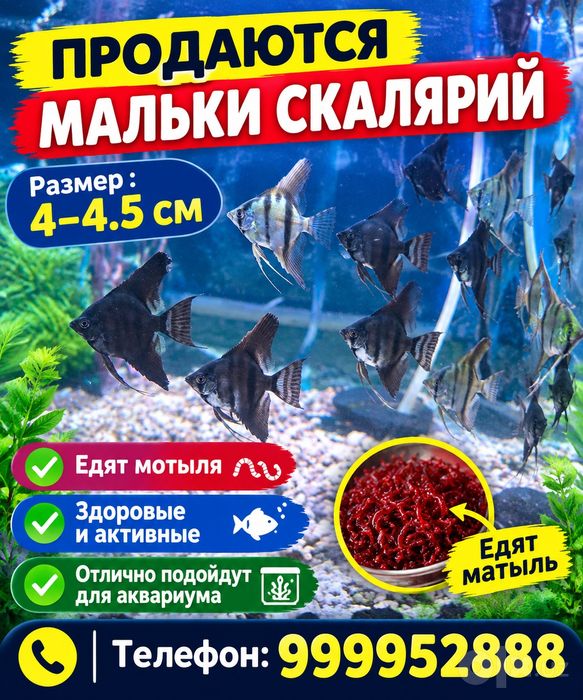Продаются мальки скалярий