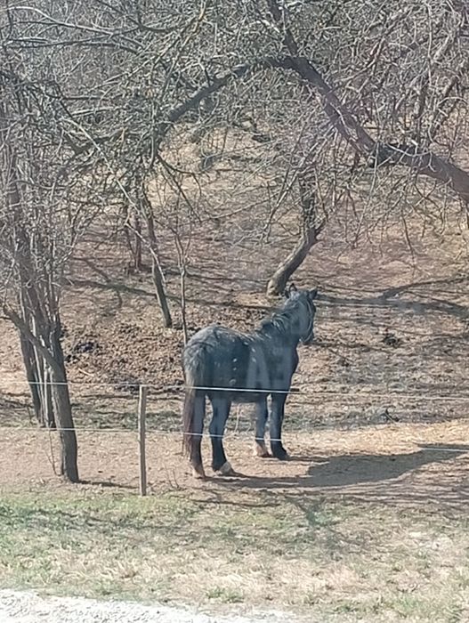 Vând iapa de 2 ani,cu acte.( Pașaport)