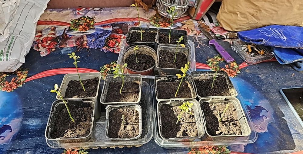 Vând lamai  rezistent la ger