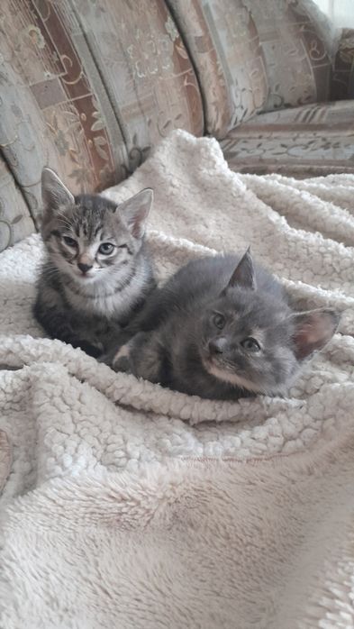 Отдам котят в добрые руки
