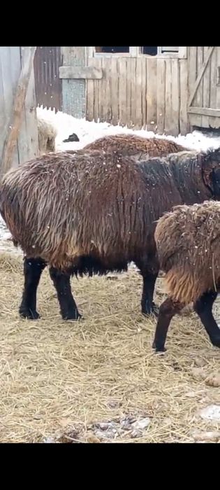 Племенной Баран Гиссар