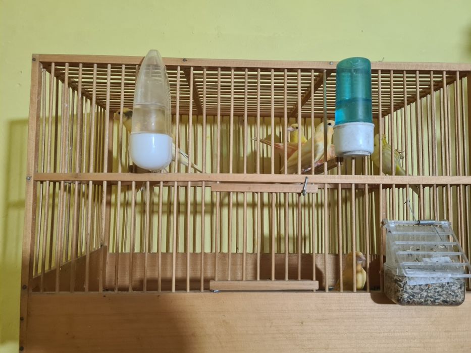 Pui de canari 2025