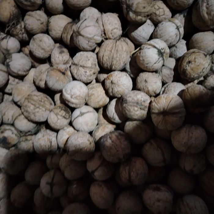 Жаңғақ бар әдемі