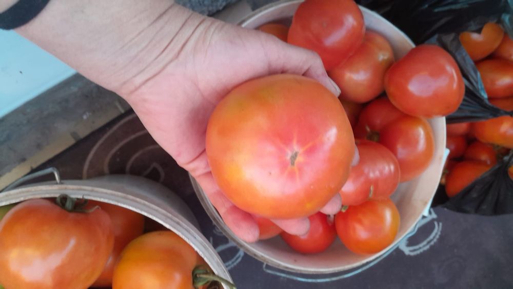 Продам помидоры 1 кг, 500 тенге