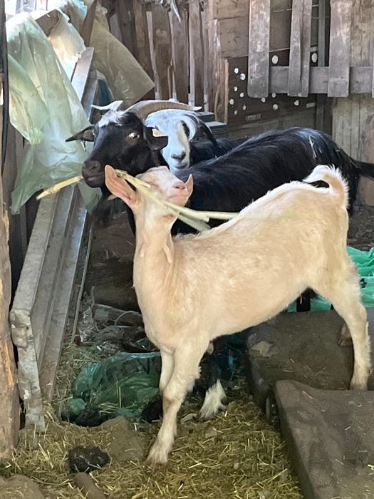 Vând 3 capre 1 țap și două capre bune de lapte